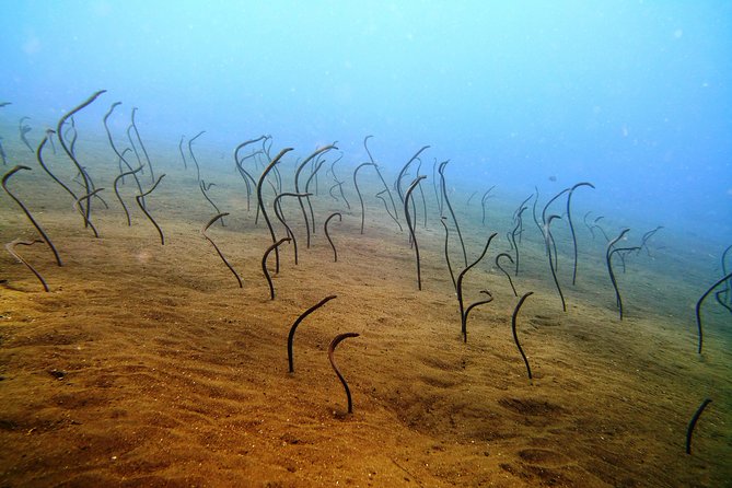 Snorkeling Package at Tulamben Liberty Shipwreck - Lunch, tea, coffee, or ice cream