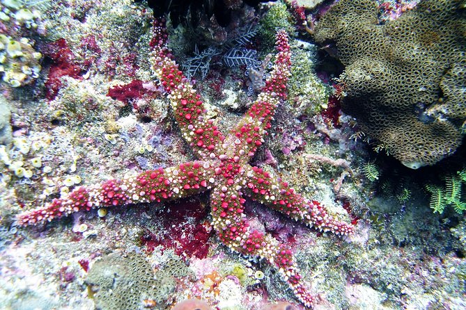 Snorkeling Package at Tulamben Liberty Shipwreck - What the $58.98 price really covers