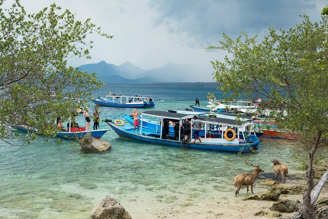 Snorkeling & Trekking at West Bali National Park - Wildlife sightings above and below the water