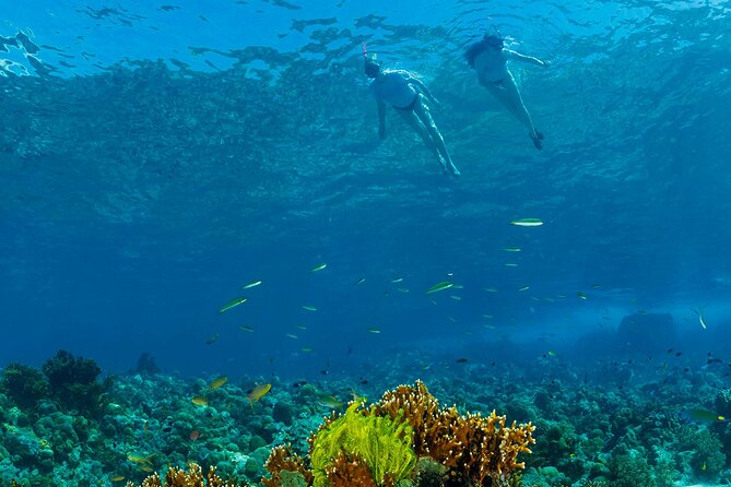 Snorkeling Trip to Menjangan Island - Why Menjangan Island makes a strong snorkeling day