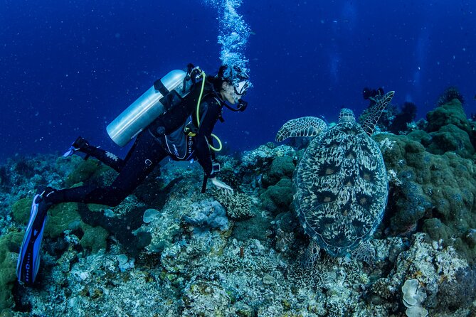 Snorkeling Trip to Menjangan Island - Gear, guides, and comfort between sessions