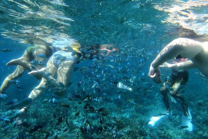 Snorkeling Trips with Manta Ray from Nusa Lembongan - Mangrove Point: calmer color and smaller fish