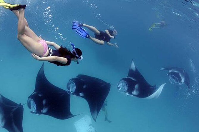 Snorkeling with Manta Rays in Their Habitat with Manta Point - Manta Point puts the wildlife first