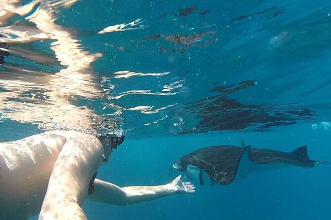Snorkeling with Manta Rays in Their Habitat with Manta Point - The sea conditions deserve more attention than the price