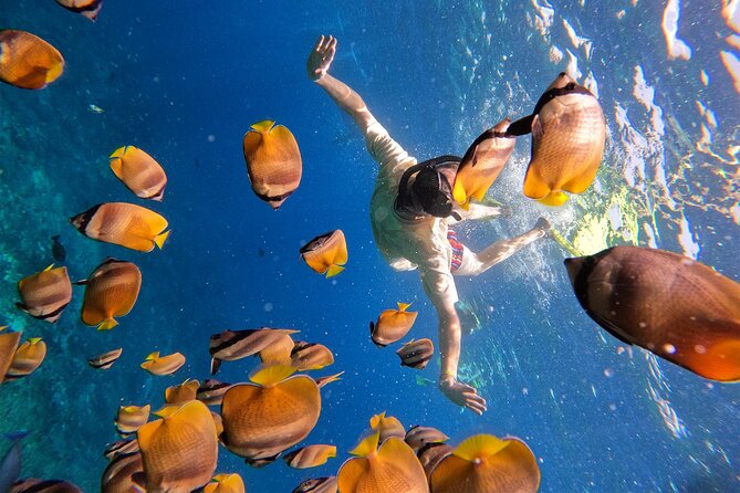 Snorkeling with Manta Rays in Their Habitat with Manta Point - How to handle the manta encounter responsibly