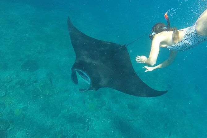 Snorkeling with Manta Rays in Their Habitat with Manta Point - Crystal Bay offers a calmer second look at Nusa Penida’s reefs