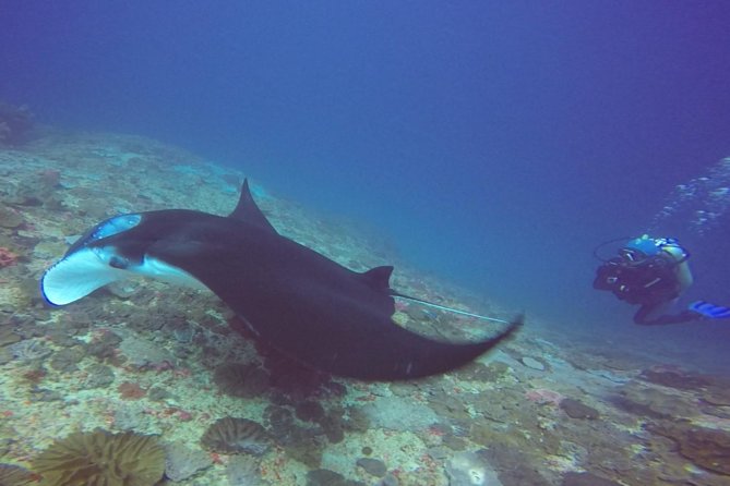 Snorkelling in Nusa Penida - Manta Point - Why Manta Point is worth the boat ride