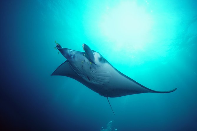 Snorkelling with Manta Rays at Nusa Penida and Lembongan - Why the manta encounter is worth the early start
