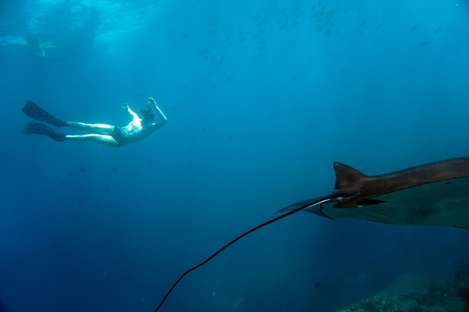 Snorkelling with Manta Rays at Nusa Penida and Lembongan - Who will get the most from this outing