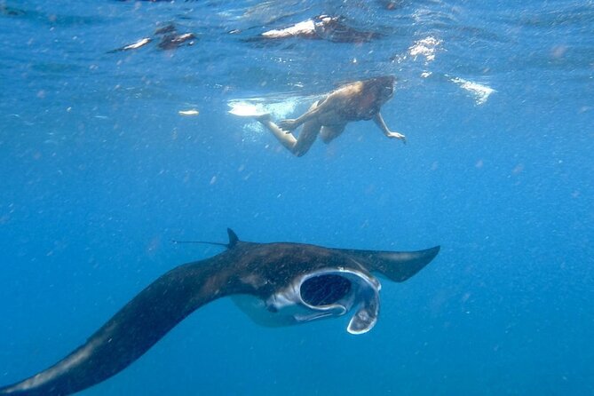 Swim with Manta Rays: Snorkeling Day Trip from Bali - Key points to know before booking