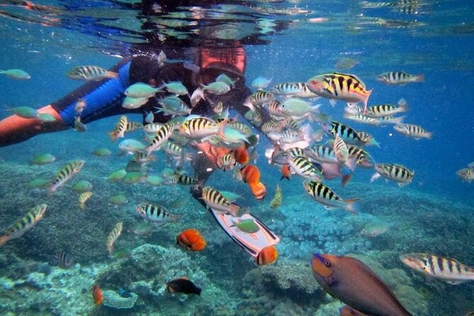 Swim with Manta Rays: Snorkeling Day Trip from Bali - Crystal Bay and Toyapakeh bring variety
