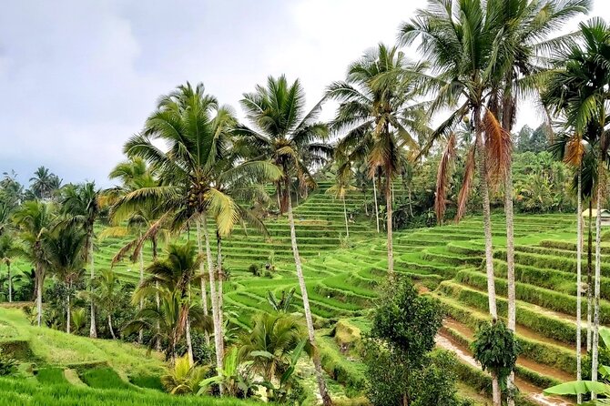 Tanah Lot and North Bali Private Tour - All inclusive - A green finish at Leke Leke Waterfall