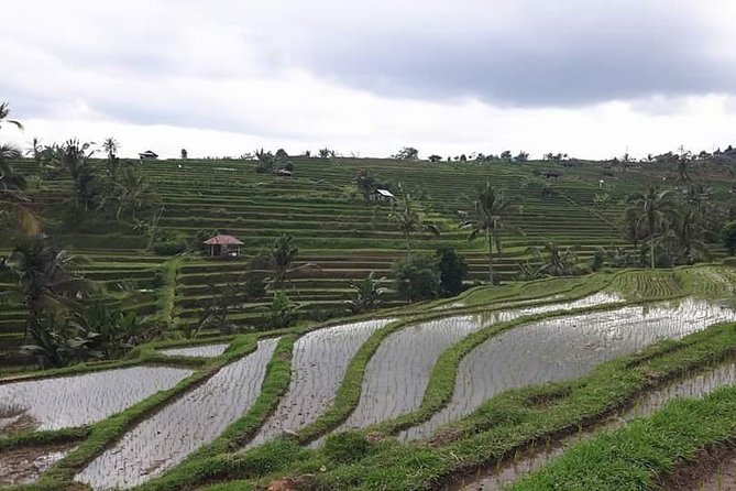 Tanah Lot and North Bali Private Tour - All inclusive - Is $73 a fair price?