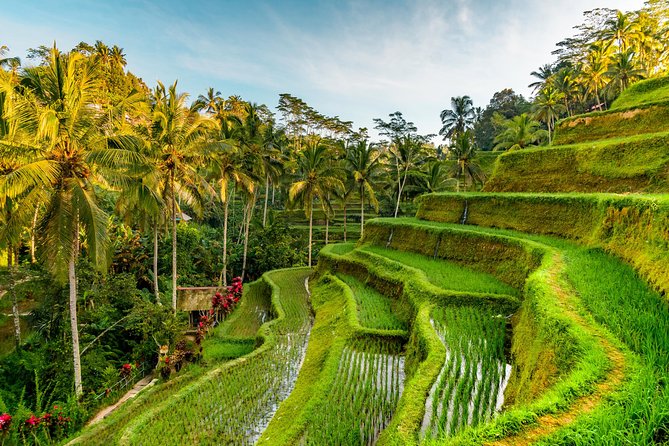 Tanah Lot Tour with Ubud Monkey Forest, Rice Terraces, and Waterfalls - What this private Bali day trip is really like