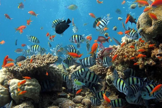 The Best 2-point Snorkeling in Padangbai: Blue lagoon and Tanjung jepun - Tanjung Jepun at 9:00 am