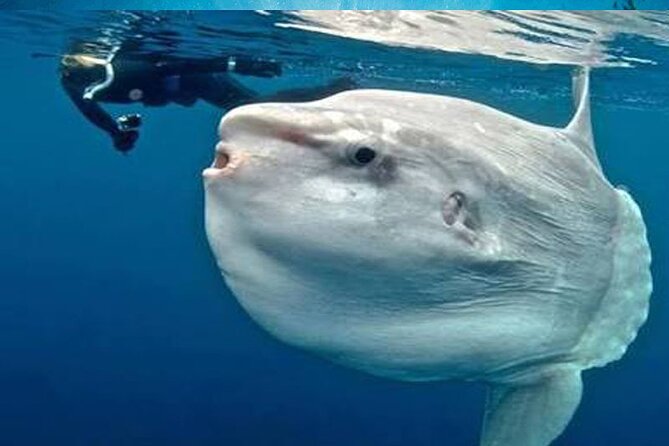 Three Islands Snorkeling (3 Spots) Manta Rays - From Lembongan - Gamat Bay offers reef detail in a 45-minute stop