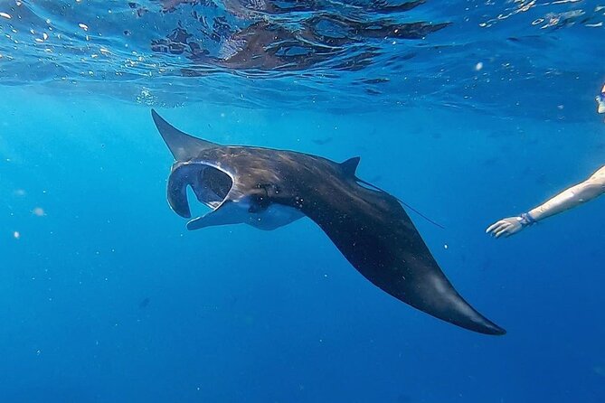 Three Islands Snorkeling (3 Spots) Manta Rays - From Lembongan - Transfers, meeting point, and timing