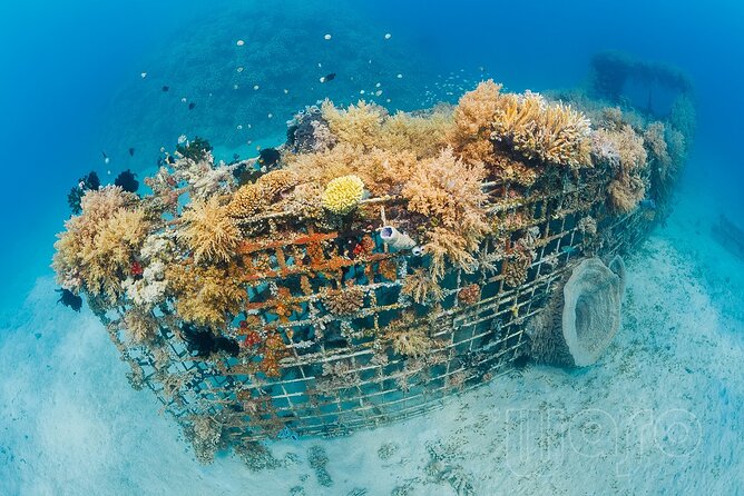 Try Dive Program in the Biorock Pemuteran - Who should choose this program?
