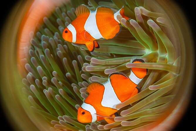 Try Dive Program in the Biorock Pemuteran - The pool session gives you a low-pressure start