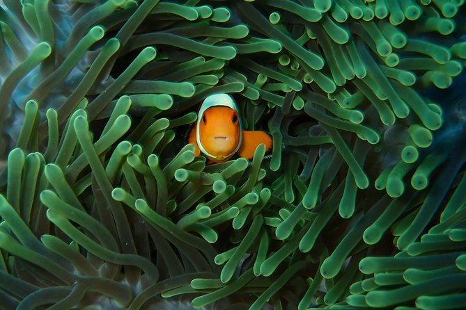 Try Diving in Nusa Lembongan - Penida. For beginners (with 2 ocean dives) - The 8:00 am start at Bali Diving Academy