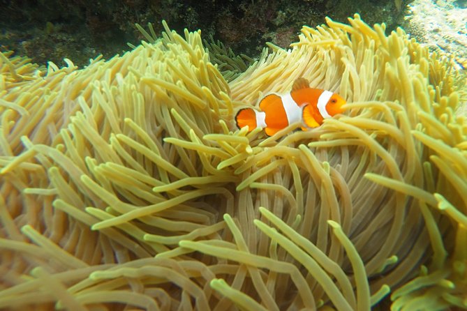 Try Scuba Diving at Padang Bai - Lunch and a slower afternoon