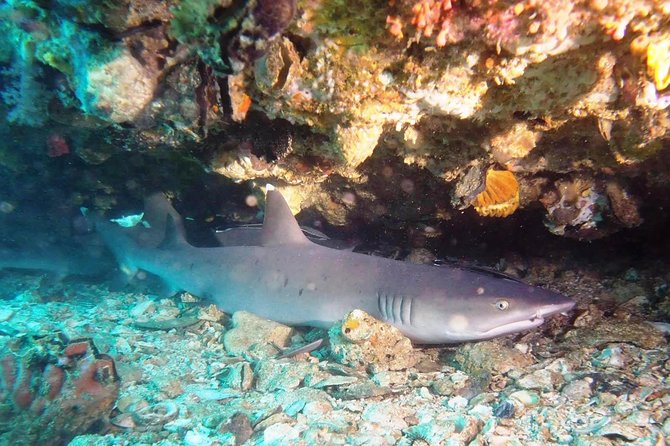 Try Scuba Diving at Padang Bai - Planning around flights, food, and cancellation
