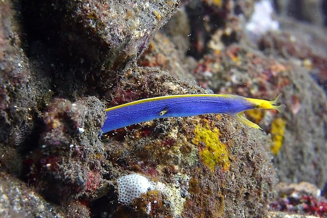 Try Scuba Diving at Tulamben Shipwreck - First visit to the USAT Liberty wreck