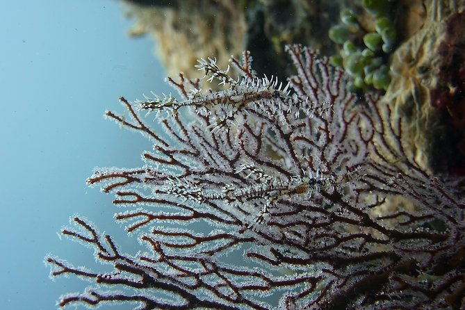 Try Scuba Diving at Tulamben Shipwreck - Lunch by the beach and a second chance underwater