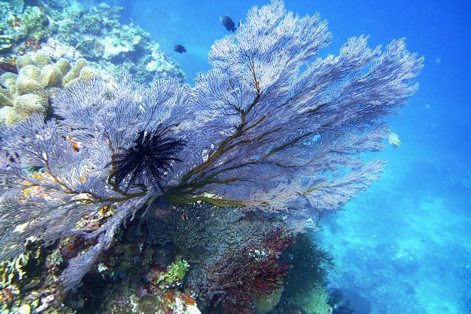 Try Scuba Diving at Tulamben Shipwreck - Who will get the most from this day
