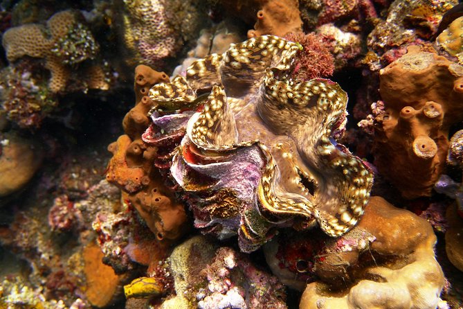 Try Scuba Diving at Tulamben Shipwreck - Practical packing advice for the 9-hour outing