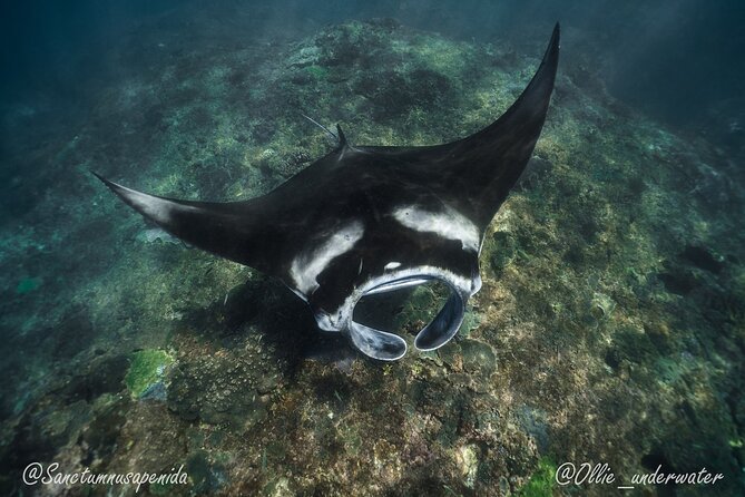 Try Scuba Diving for Beginners with manta rays (Non - Certified) - Heading out for two underwater sessions