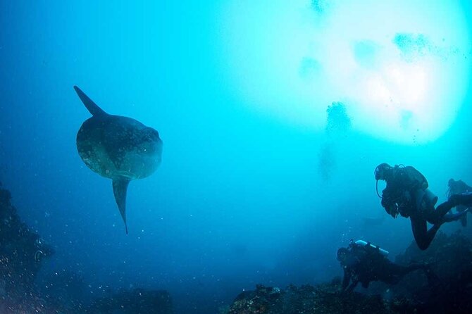 Two fun dives morning trip (Certified Divers only) - 7:00 am at Purple Dive Penida