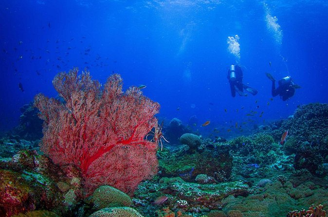 Two fun dives morning trip (Certified Divers only) - Lunch and the practical extras