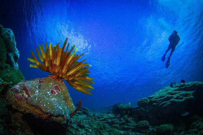 Two fun dives morning trip (Certified Divers only) - Safety, comfort, and the human side of the center