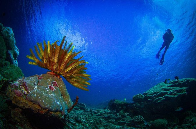 Two fun dives morning trip (Certified Divers only) - Who should book this morning trip
