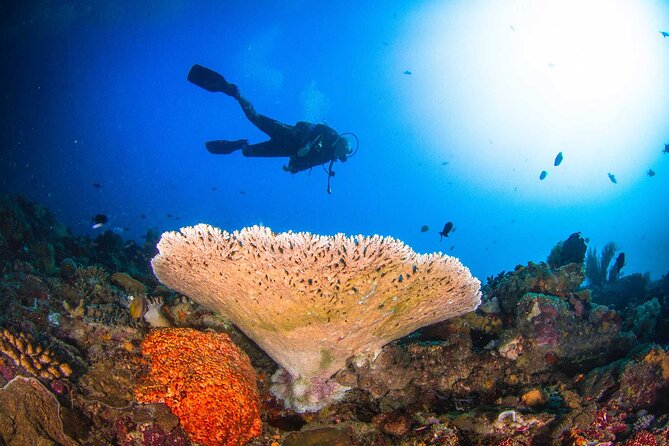 Two fun dives morning trip (Certified Divers only) - A boat ride that takes up most of the morning