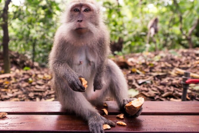 Ubud 1 Day Tour (Private & All-Inclusive) - Key points at a glance