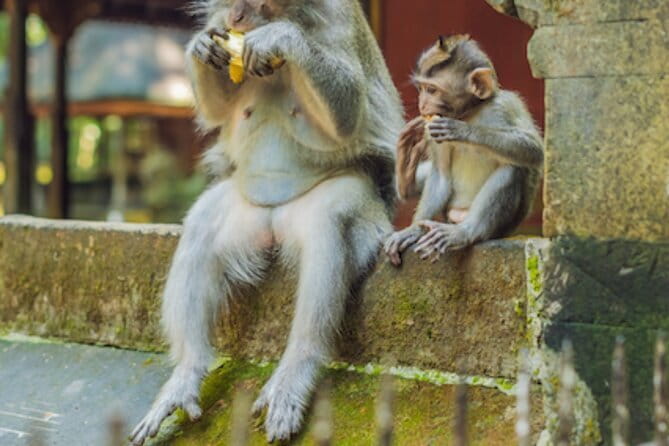Ubud 1 Day Tour (Private & All-Inclusive) - Why this private Ubud day works well