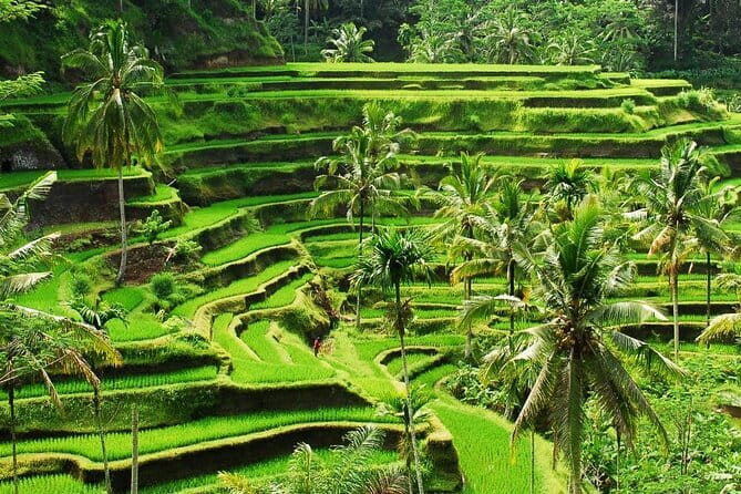 Ubud 1 Day Tour (Private & All-Inclusive) - What private transport changes