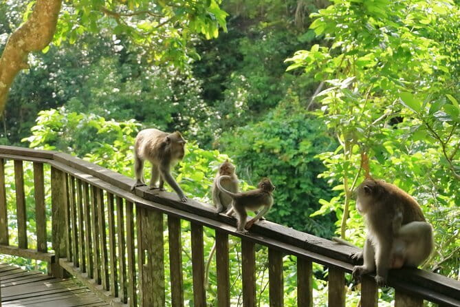 Ubud All-Inclusive Tour with Swing and Lunch - The Ubud jungle swing above the rice fields