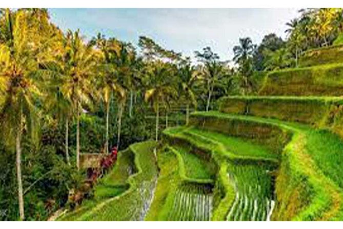 Ubud ATV Quad Bike, Monkey Forest and Rice Terrace - A muddy ATV ride through Ubud’s countryside