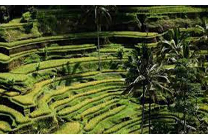 Ubud ATV Quad Bike, Monkey Forest and Rice Terrace - The practical value of the $32 price