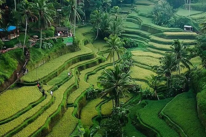 Ubud Bali Driver ( Bali Custom Tour ) - Sacred Monkey Forest Sanctuary in Ubud