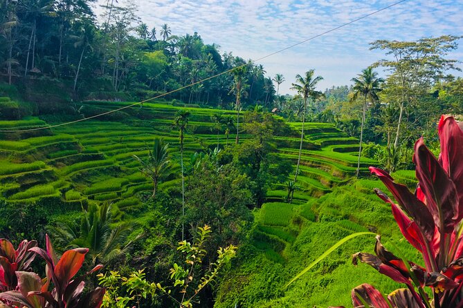 Ubud Best Tour - Coffee, jungle activities, and the important itinerary question