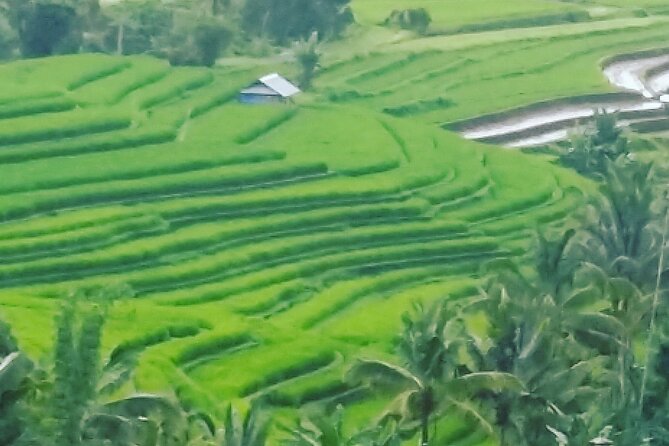 Ubud Buggy Adventure & Costumize Activities & cultural tours - What makes the cultural option worthwhile