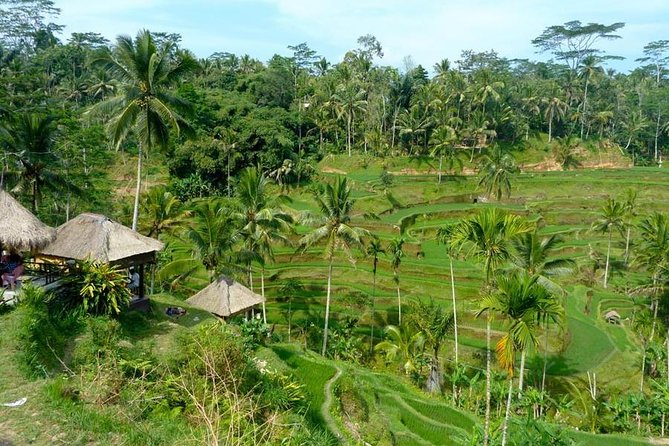 Ubud Combine Mount Batur Kintamani Tour - Tegalalang Rice Terrace closes the sightseeing loop