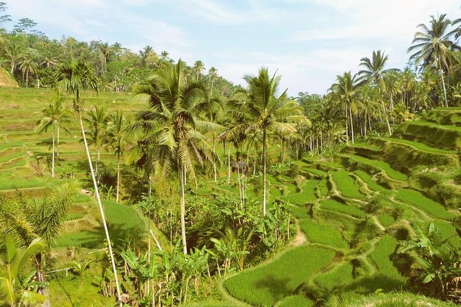 Ubud Combine Mount Batur Kintamani Tour - Who should book this day tour?