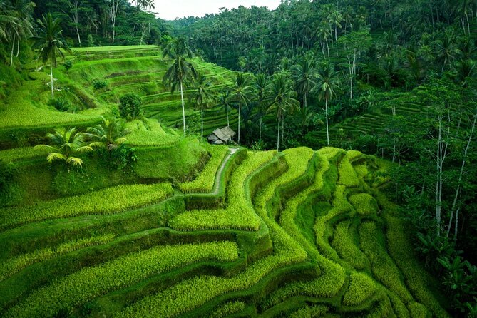 Ubud Countryside Tour: Campuhan Ridge Walk and Rice Terrace - The coffee plantation stop adds a local taste