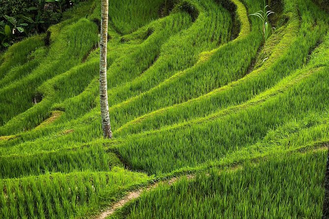 Ubud Cultural Day Tour: A Day for Balinese Cultural Experience - Tegalalang Rice Terrace and the farming view