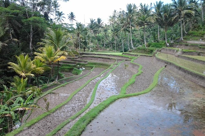 Ubud Customized Private Tour - Who should book this private Ubud tour?